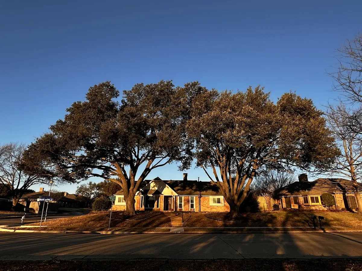 Established residential canopy tree shading a home in Myakka City